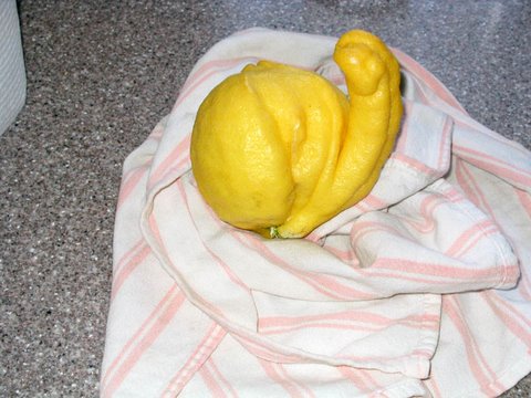 Poklon limun.jpg
